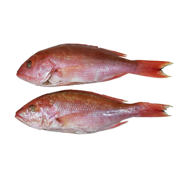 PARGO PLATERO 500/700 GRS