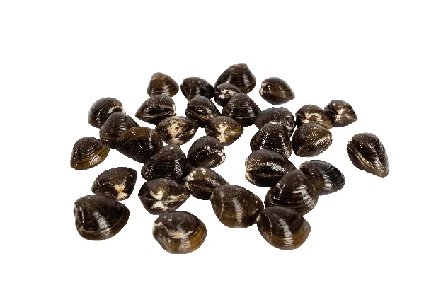 Caracol Copey Crudo