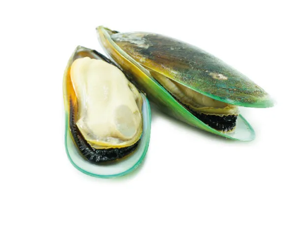 Mejillón Verde