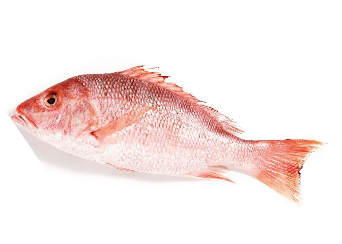 Pargo Platero