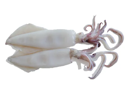 Tentáculos + Tubos